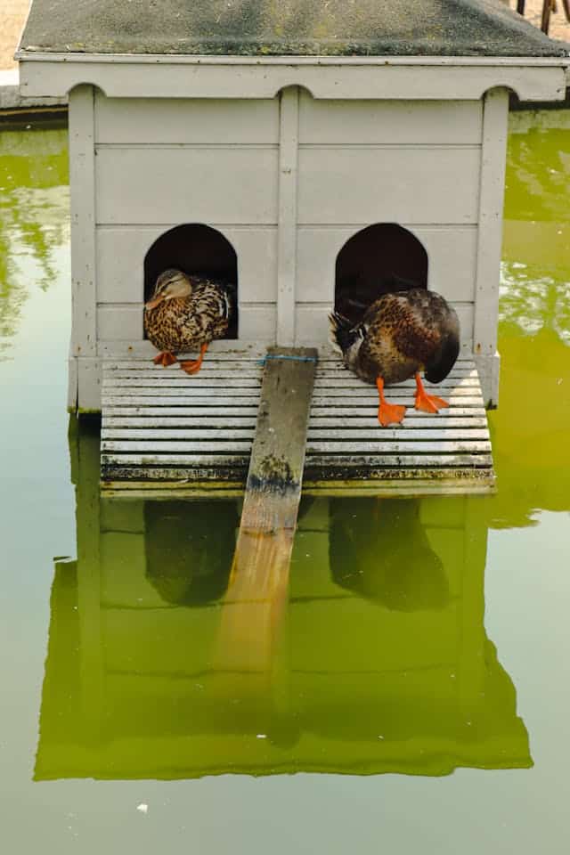 le bricolage des nichoirs à canards