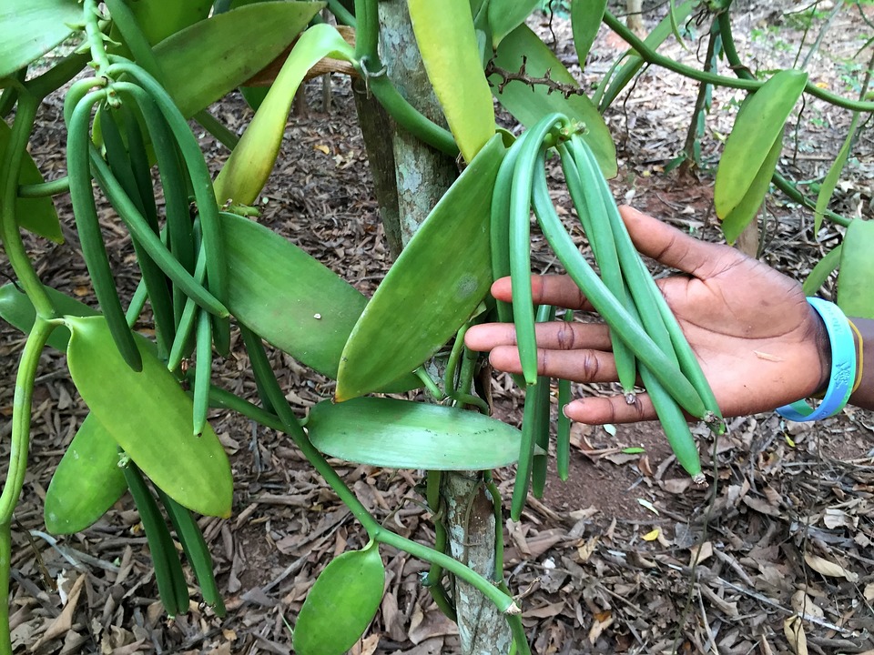  La vanille bourbon de Madagascar