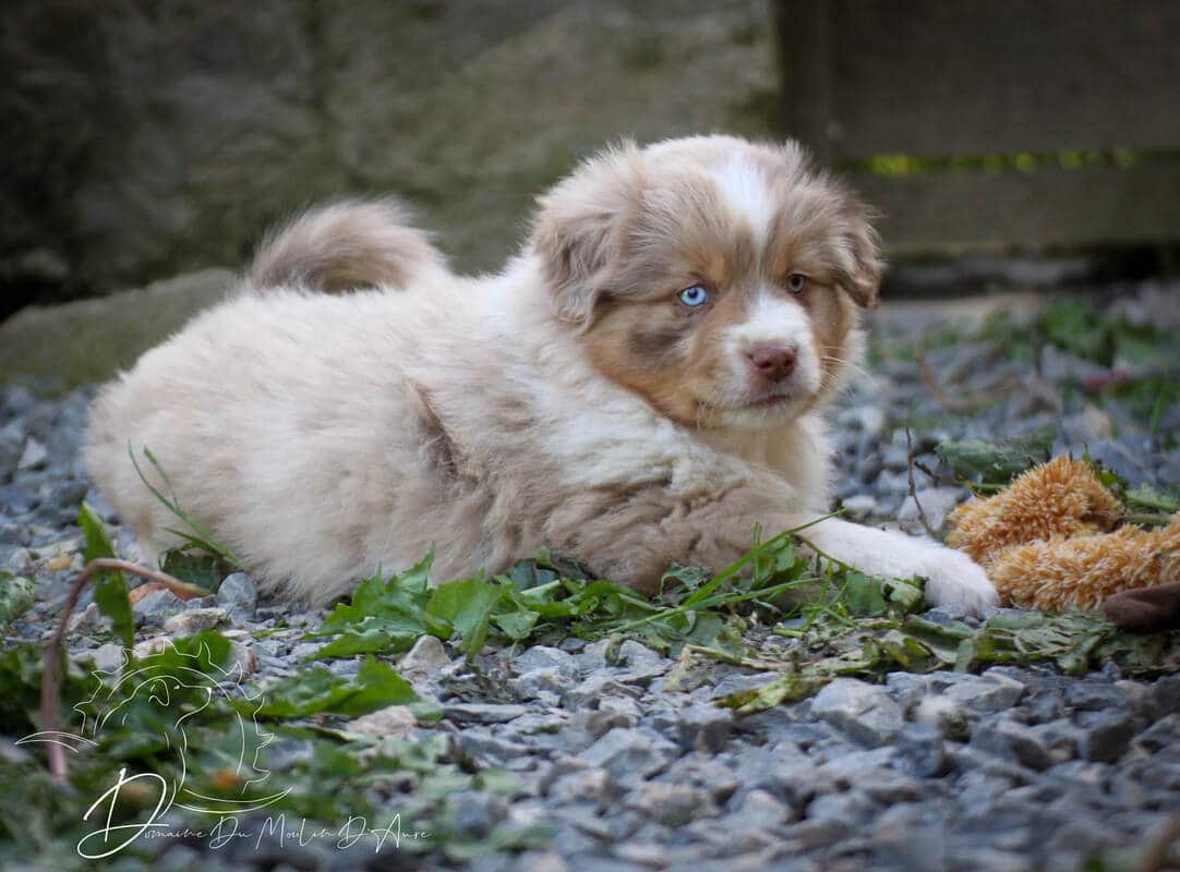 Considérations financières pour l'élevage d'un chiot