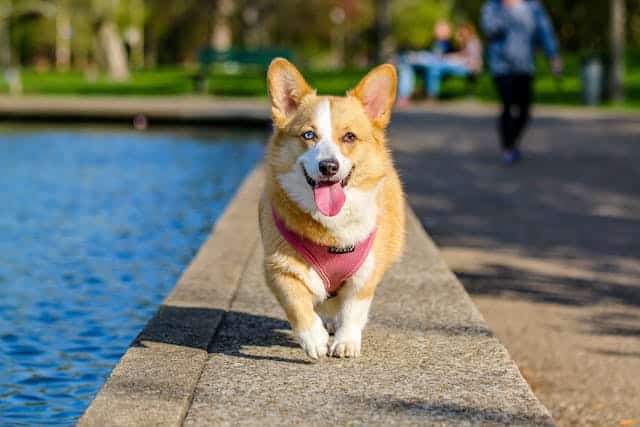 Considérations financières pour l'élevage d'un chiot 